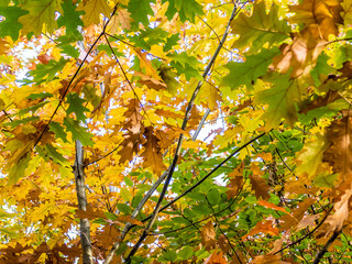 Herbstlich gefärbtes Eichenlaub am Baum