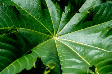 Texture plante feuille

