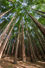 Fototapeta na wymiar European big redwood forest in autumn
