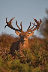 Red deer stag in early morning sunlight ( golden hour )