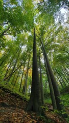 Autumn trees crowns surrounded by tall trees. Low angle shot.