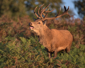 Naklejka na ściany i meble Red deer stag in early morning sunlight ( golden hour )