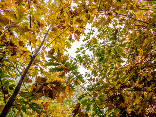 Herbstlich gef&auml;rbtes Eichenlaub am Baum