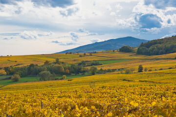 Herbstliche Weinberge oberhalb von Andlau im Elsass