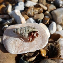 crab on the beach