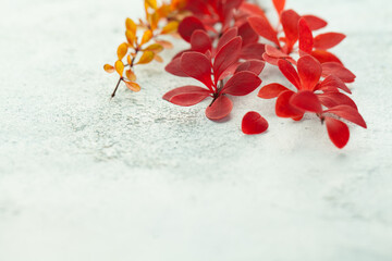 Autumn branches with red fall leaves on white stucco background