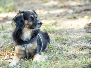 deep look of a nimble half-breed adult dog, in the green countryside
