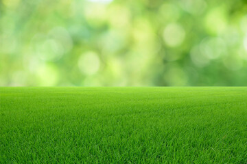 Plakat Landscape view of green grass with green bokeh background.