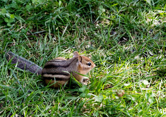 Écureuil du Québec