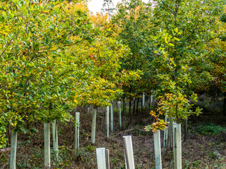 Fototapeta premium Aufforstung im Mischwad, junge Laubbäume in Wuchshüllen