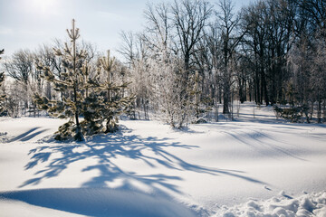 Winter frosty landscape at noon. Trees are covered with frost