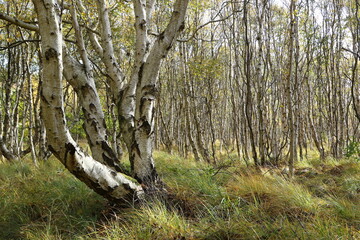 Birch forest, Isle of Amrum, Schleswig-Holstein, Germany