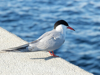 river gull basking in the sun