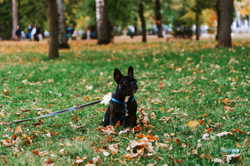 Obraz na płótnie Canvas Cute French bulldog outdoors in the Park in autumn