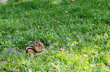 Écureuil du Québec
