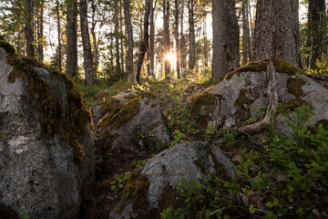 Beautiful, evening forest landscape. Large stones in moss and trees at sunset.