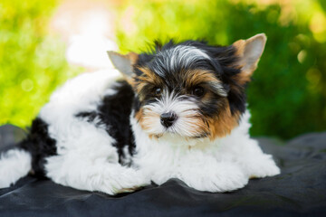 Yorkshire terrier puppy sitting on a background of greenery