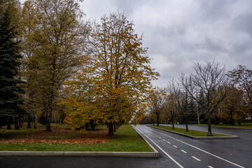 alley with the correct geometry stretching into the distance in an autumn park with yellow foliage