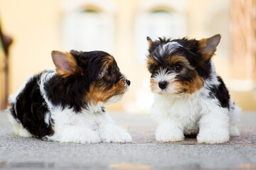 two yorkshire terrier puppies on the floor