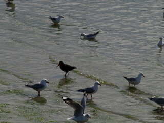 natural beauty of New Zealand Dunedin and Catlin beaches