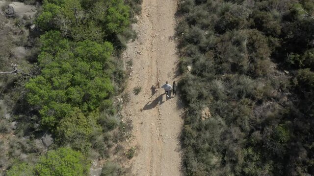 A man runs with two dogs on a leash through a dirt biking trail as a drone flies overhead, Birdseye view aerial