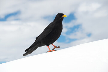 Chova piquigualda (Pyrrhocorax graculus) posada sobre la nieve en los Dolomitas italianos. 