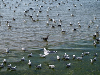 natural beauty of New Zealand Dunedin and Catlin beaches