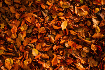 Liście tekstura tło las jesień drzewa bory park buki olchy światło cień złota pora roku...