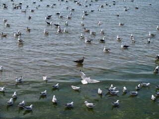 natural beauty of New Zealand Dunedin and Catlin beaches