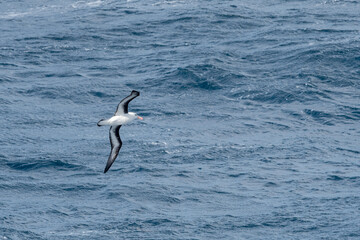 Black-browed Albatross (Thalassarche melanophris) in South Atlantic Ocean, Southern Ocean, Antarctica