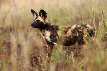 The African wild dog, African hunting dog or African painted dog (Lycaon pictus) sneaks to prey, portrait