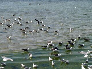 natural beauty of New Zealand Dunedin and Catlin beaches
