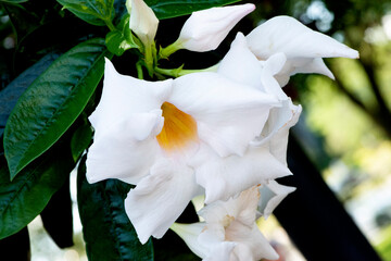 Fleur blanche