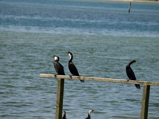 natural beauty of New Zealand Dunedin and Catlin beaches