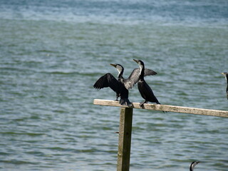 natural beauty of New Zealand Dunedin and Catlin beaches