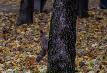 a brown squirrel on a background of yellow leaves prepares for winter and prepares food