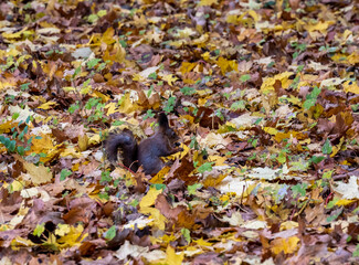 a brown squirrel on a background of yellow leaves prepares for winter and prepares food