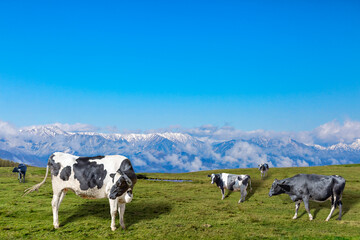 Fototapeta na wymiar 青空と雪山を背景にした高原の牧場で草を食む乳牛数頭