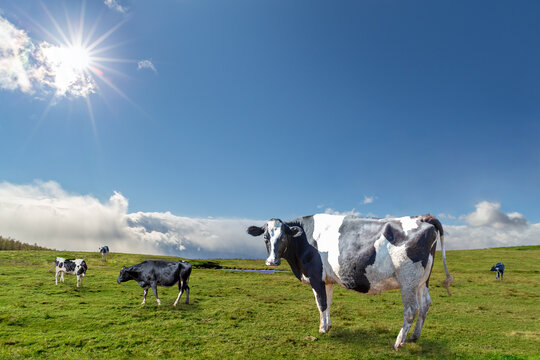 4 251 Best Noggin Cattle Images Stock Photos Vectors Adobe Stock