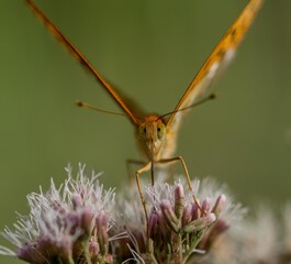 Kaisermantel (Schmetterling) saugt Nektar