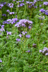 Büschelschön-Phacelia