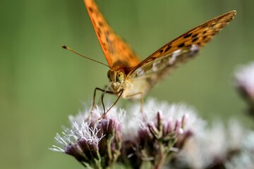 Schmetterling saugt Nektar © Peter