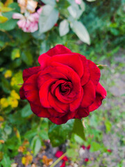 gorgeous roses in the garden