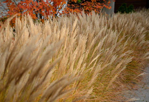 narrow leaves and grows in a stylish, compact, rounded shape. At four feet, five with bloom, this dwarf Miscanthus is sought-after for small patios and gardens. Dwarf Maiden Grass, lawn, 