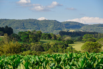 Tobacco plantation (Nicotiana tabacum) on a small rural property in southern Brazil