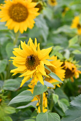 Dunkle Erdhummel auf einer Sonnenblume
