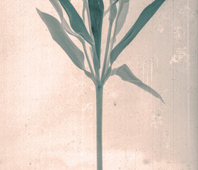 Branch with leaves. Daguerreotype style. Film grain. Vintage photography. Botanical negative x-rays...