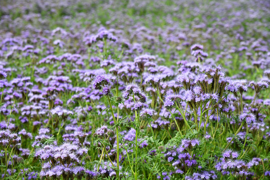 B&uuml;schelsch&ouml;n-Phacelia