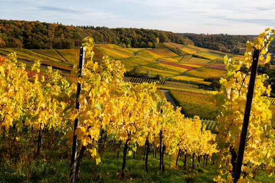 Herbststimmung in den Weinbergen, sp&auml;te Sonneneinstrahlung l&auml;&szlig;t das Weinlaub an den Rebst&ouml;cken in warmen Farben leuchten.