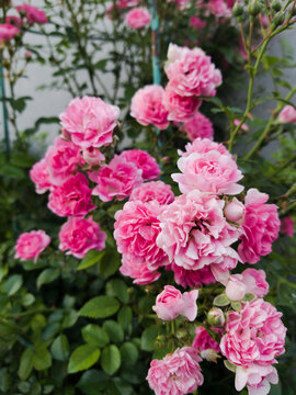 gorgeous roses in the garden © zarya